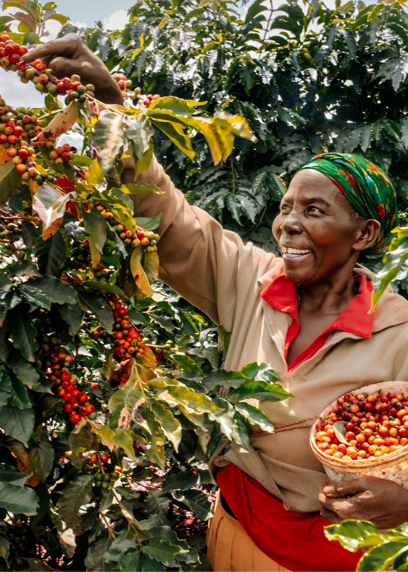 Café Ubuntu - Medium Roast - Whole Bean Coffee