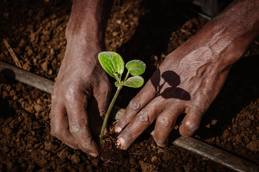 Celebrating Earth Day