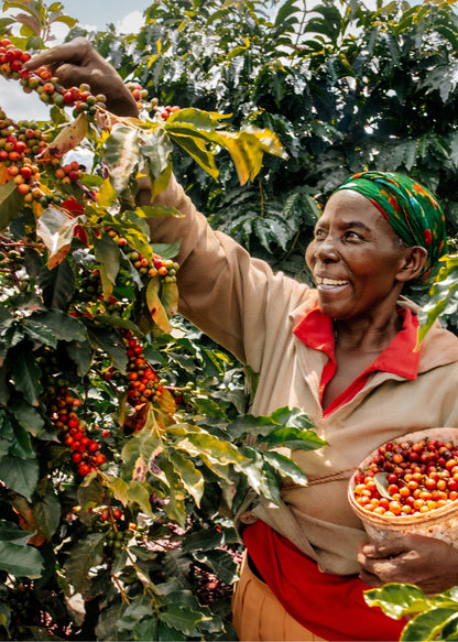 Café Ubuntu - Medium Roast - Whole Bean Coffee