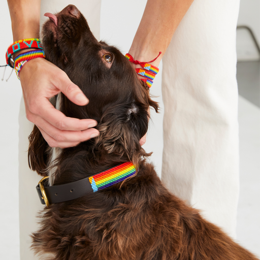 FINAL SALE: Stripe Dog Collar - Rainbow lifestyle image