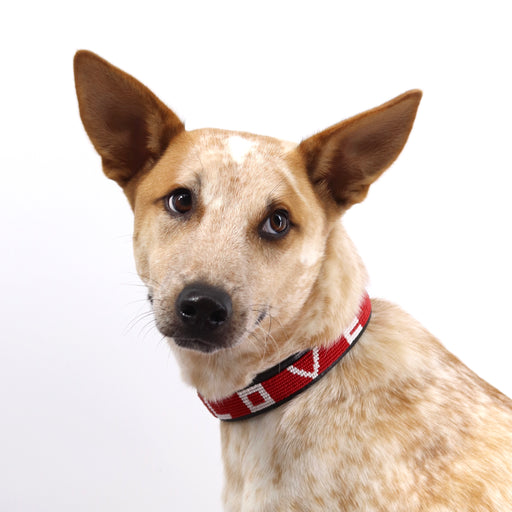 FINAL SALE: LOVE Dog Collar - Red/White lifestyle image