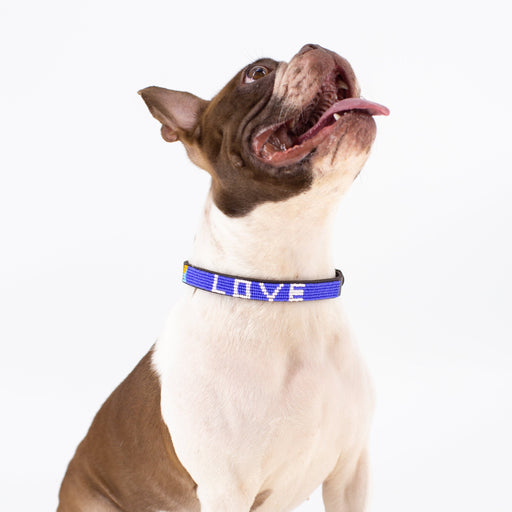 SAMPLE SALE: LOVE Dog Collar - Cobalt/White lifestyle image