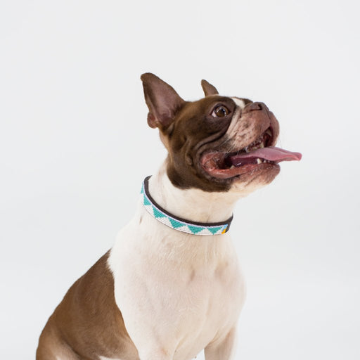 SAMPLE SALE: Triangle Dog Collar - Teal/White lifestyle image